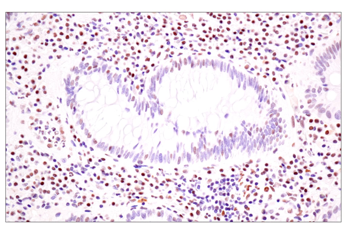 Immunohistochemistry Image 1: TLE3 (E4F3Y) Rabbit Monoclonal Antibody