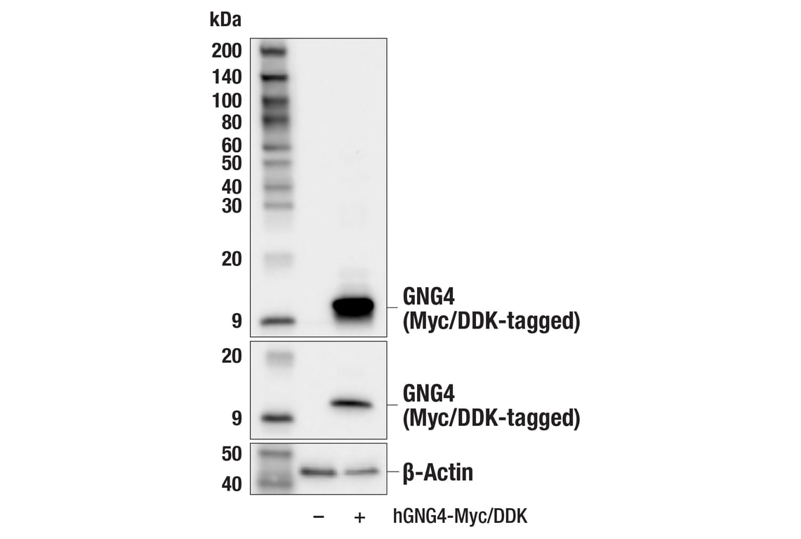 Western Blotting Image 3: GNG4 (E5O7M) Rabbit Monoclonal Antibody