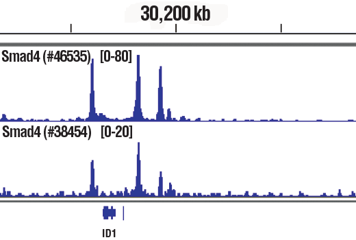 Chromatin Immunoprecipitation Image 1: SMAD4 (D3R4N) Rabbit Monoclonal Antibody