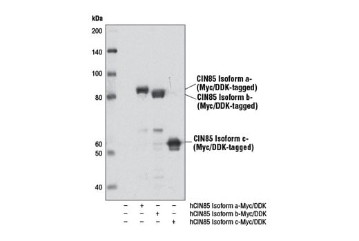 Western Blotting Image 2: CIN85 (D1A4) Rabbit Monoclonal Antibody