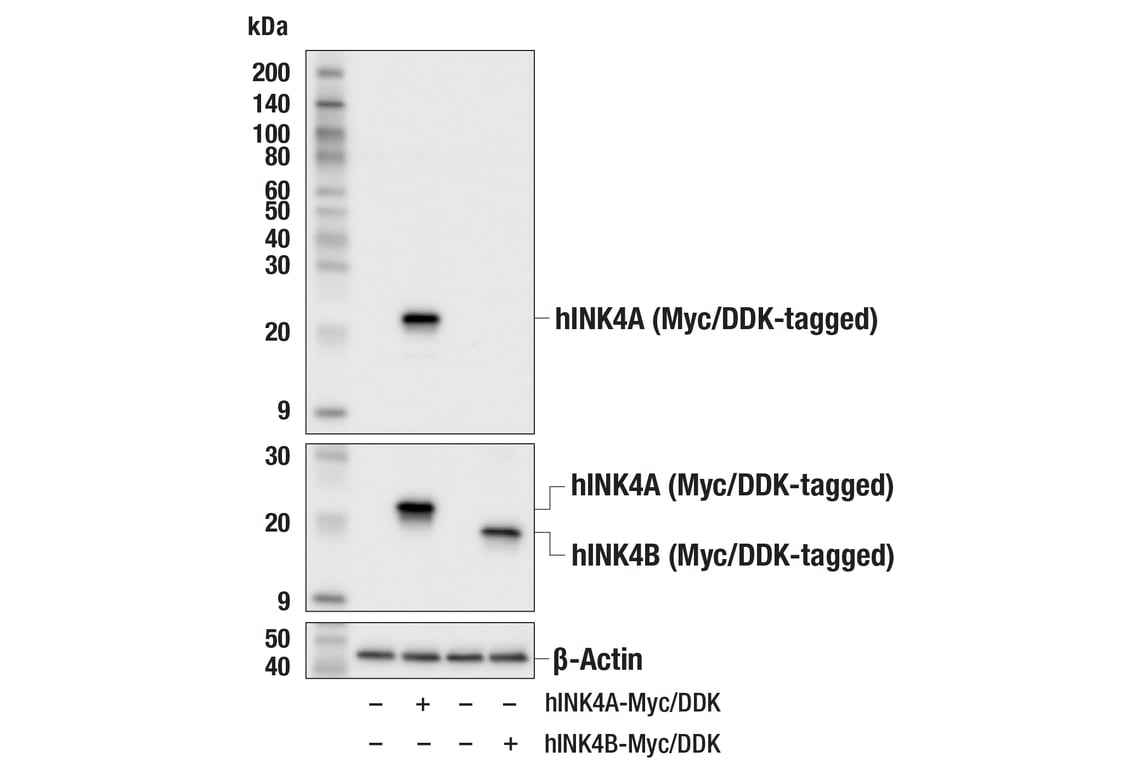 Western Blotting Image 2: p16 INK4A (E6N8P) Rabbit Monoclonal Antibody