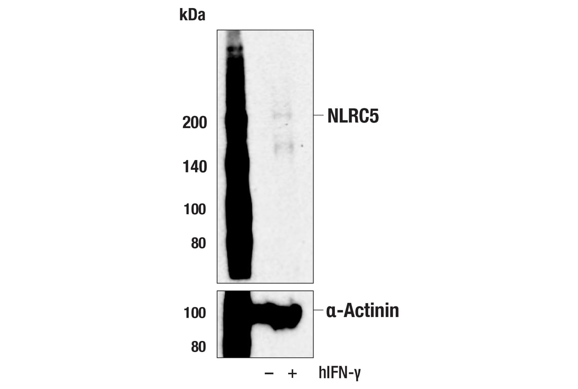 Western Blotting Image 2: NLRC5 (D9Z5X) Rabbit Monoclonal Antibody