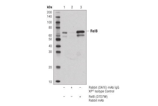 Immunoprecipitation Image 1: RelB (D7D7W) Rabbit Monoclonal Antibody