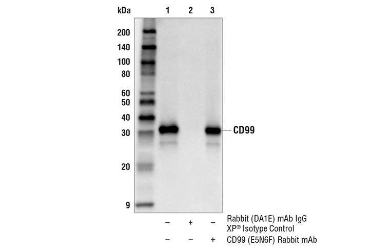 Immunoprecipitation Image 1: CD99 (E5N6F) Rabbit Monoclonal Antibody