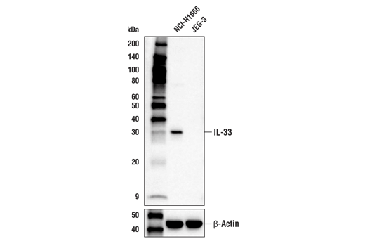 Western Blotting Image 2: IL-33 (E2T5L) Rabbit Monoclonal Antibody