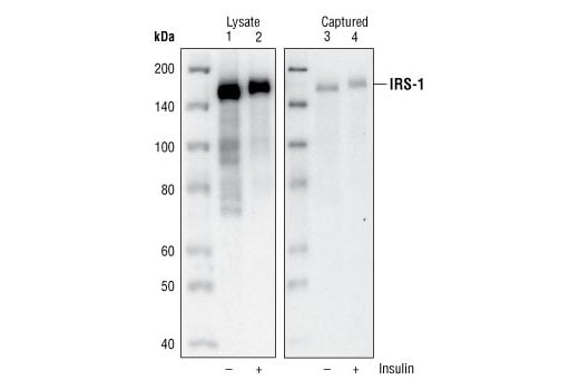 ELISA Image 3: PathScan<sup>®</sup> Total IRS-1 Sandwich ELISA Kit