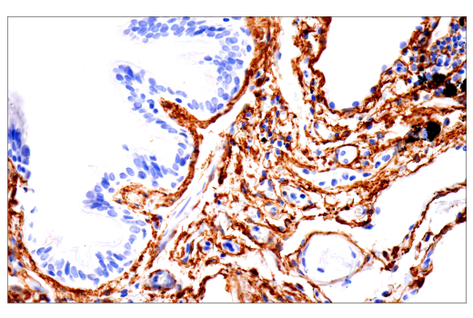 Immunohistochemistry Image 8: TMEM119 (E3E4T) Mouse Monoclonal Antibody (BSA and Azide Free)