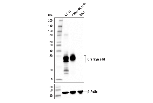 Western Blotting Image 2: Granzyme M (E7B4W) Rabbit Monoclonal Antibody