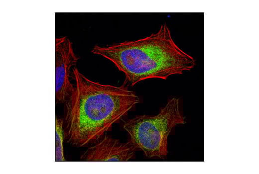 Immunofluorescence Image 1: Calnexin (C5C9) Rabbit Monoclonal Antibody (BSA and Azide Free)