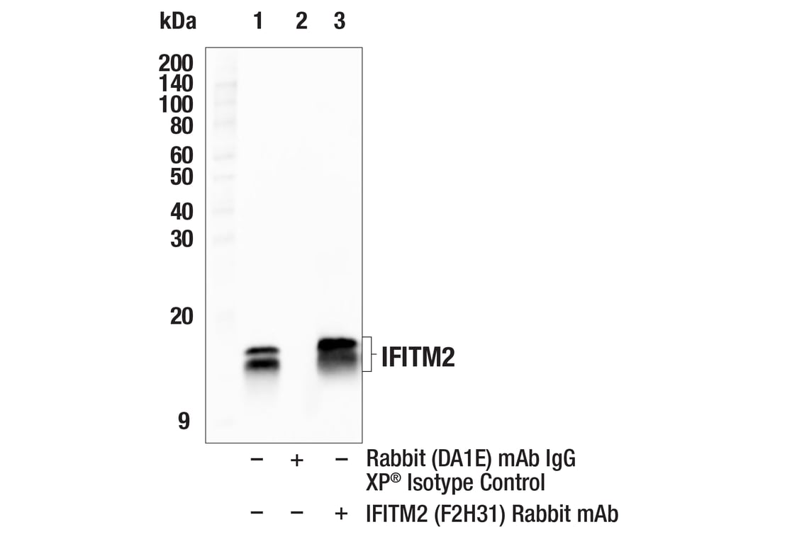 Immunoprecipitation Image 1: IFITM2 (F2H3I) Rabbit Monoclonal Antibody