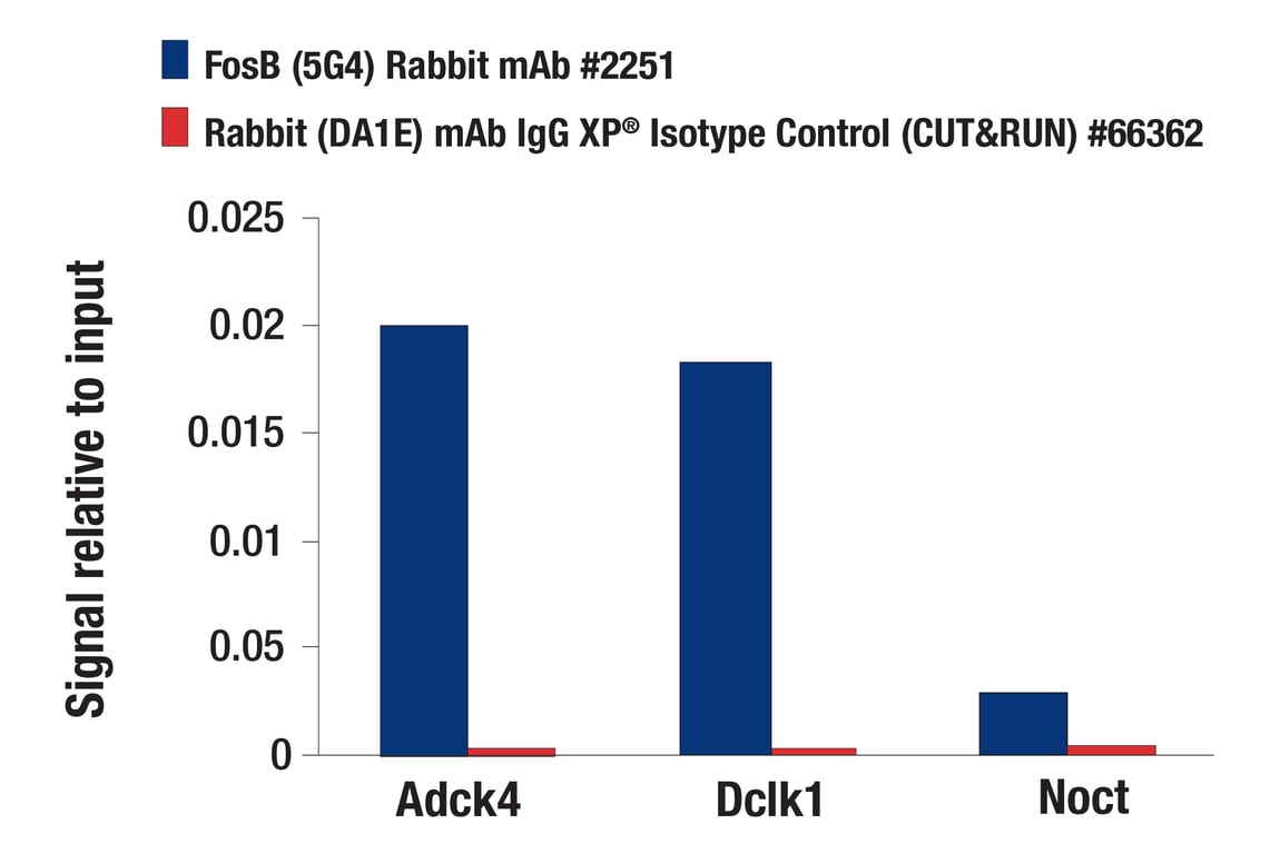 CUT & RUN Image 3: FosB (5G4) Rabbit Monoclonal Antibody