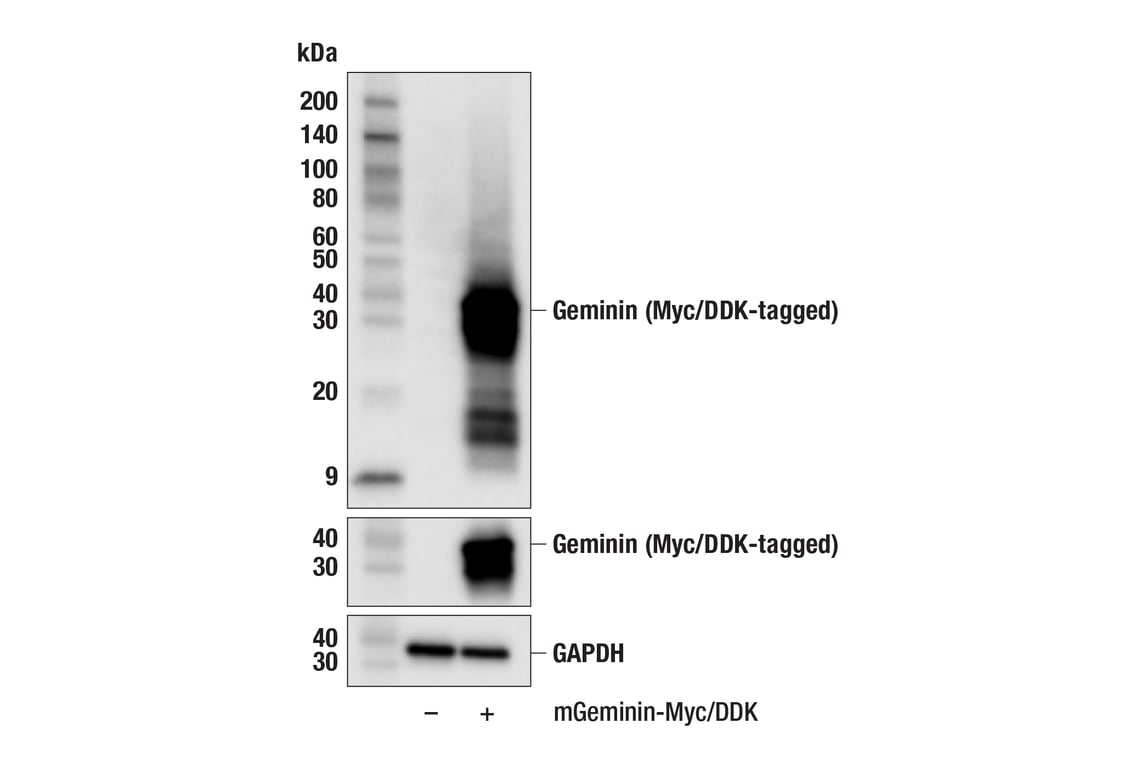 Western Blotting Image 3: Geminin (F9T4M) Rabbit Monoclonal Antibody