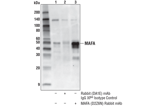 Immunoprecipitation Image 1: MAFA (D2Z6N) Rabbit Monoclonal Antibody