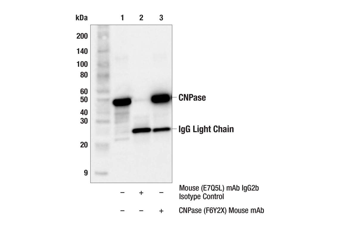 Immunoprecipitation Image 1: CNPase (F6Y2X) Mouse Monoclonal Antibody