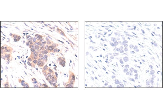 Immunohistochemistry Image 3: p44/42 MAPK (Erk1/2) (137F5) Rabbit Monoclonal Antibody