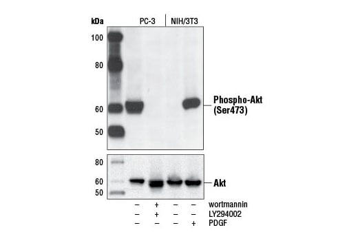 Western Blotting Image 2: Phospho-Akt (Ser473) (D9E) Rabbit Monoclonal Antibody