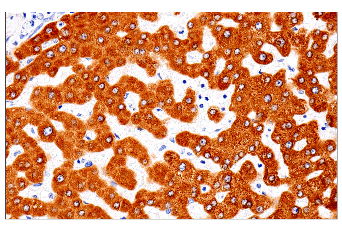Immunohistochemistry Image 6: ENTPD5 (E5U3V) Rabbit Monoclonal Antibody
