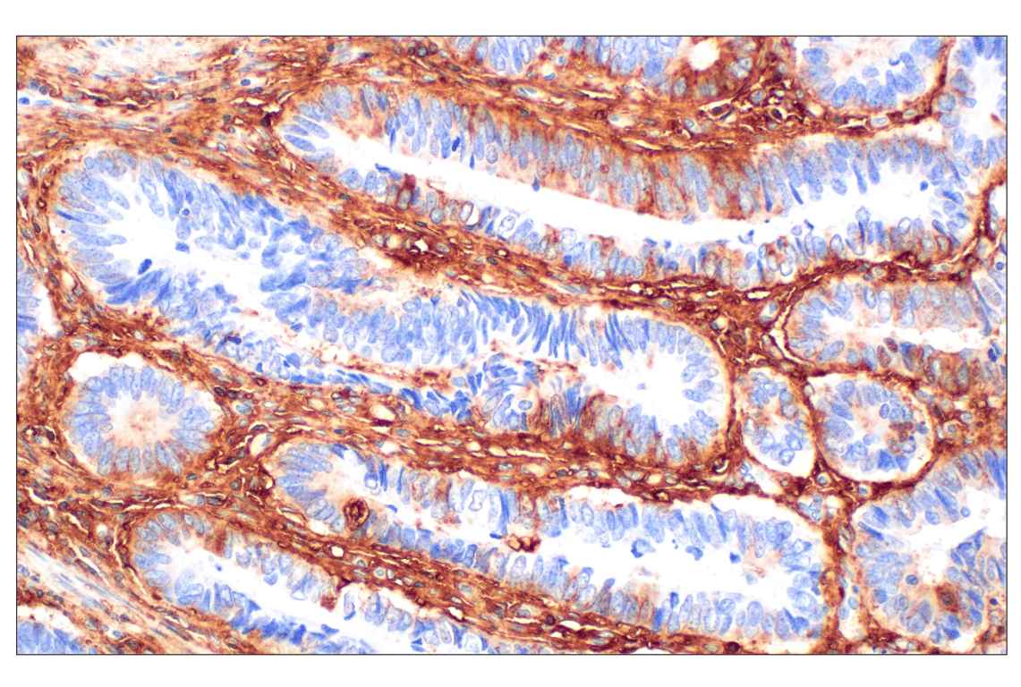 Immunohistochemistry Image 4: Hyaluronan Complete Tissue Staining Kit (HRP)