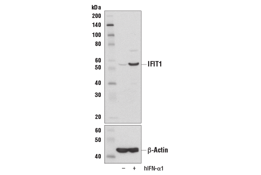 Western Blotting Image 2: IFIT1 (D2X9Z) Rabbit Monoclonal Antibody (BSA and Azide Free)
