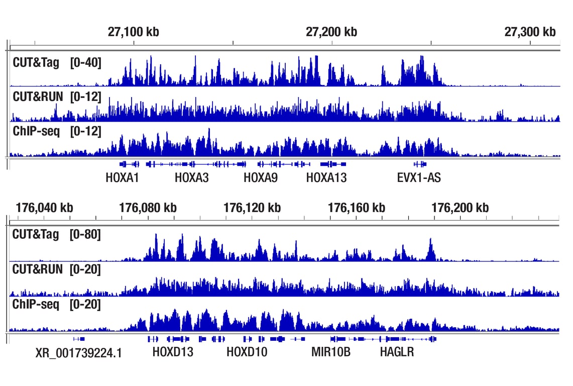 CUT & Tag Image 1: Digitonin Solution