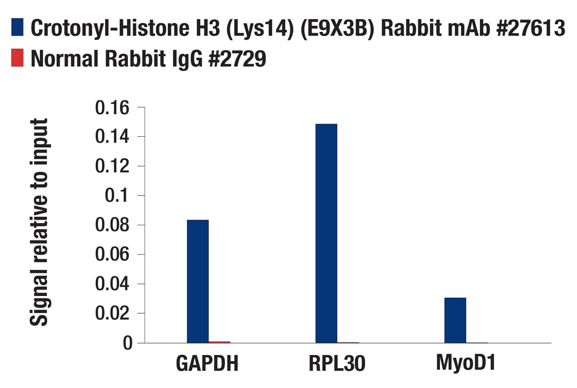 Chromatin Immunoprecipitation Image 1: Crotonyl-Histone H3 (Lys14) (E9X3B) Rabbit Monoclonal Antibody