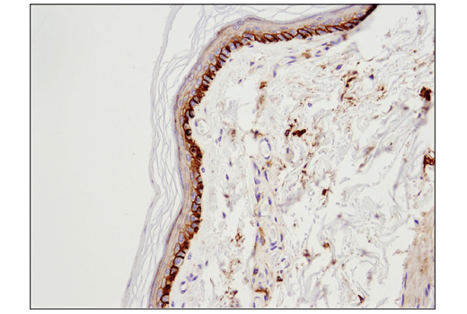 Immunohistochemistry Image 4: 4F2hc/SLC3A2 (D5U4G) Rabbit Monoclonal Antibody