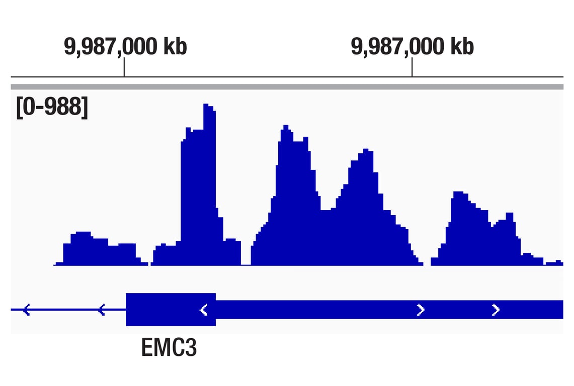 CUT & Tag Image 1: CREB (D76D11) Rabbit Monoclonal Antibody
