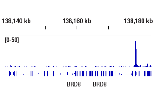 CUT & RUN Image 1: Stat3 (124H6) Mouse Monoclonal Antibody