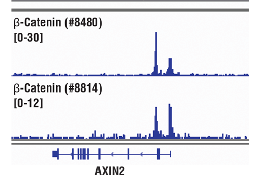 Chromatin Immunoprecipitation Image 1: beta-Catenin (D10A8) Rabbit Monoclonal Antibody