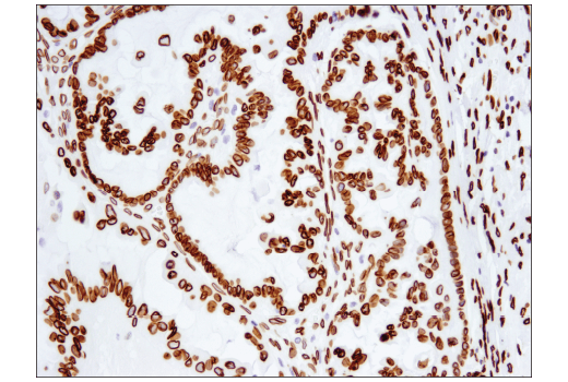 Immunohistochemistry Image 3: Lamin A (133A2) Mouse Monoclonal Antibody