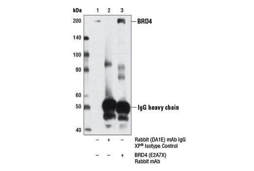 Immunoprecipitation Image 1: BRD4 (E2A7X) Rabbit Monoclonal Antibody