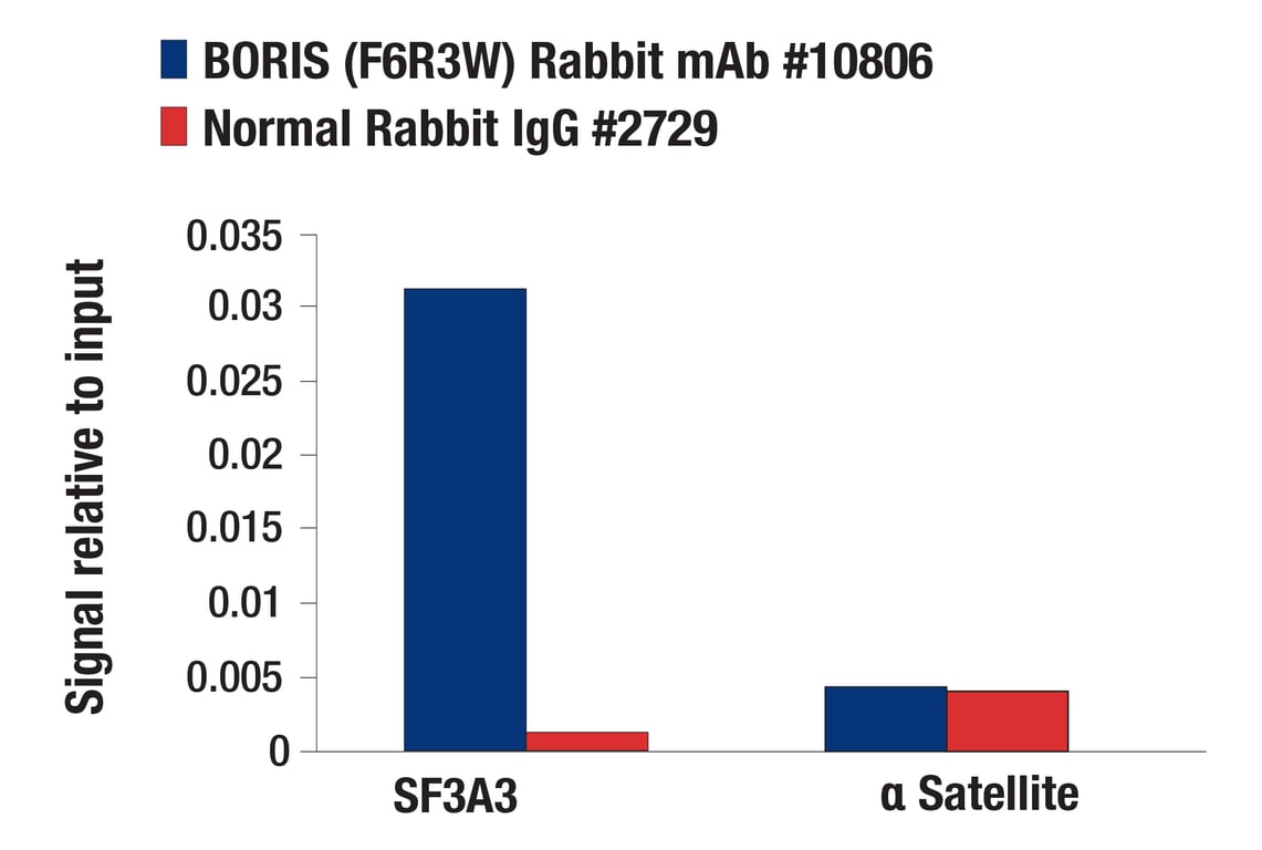 Chromatin Immunoprecipitation Image 1: BORIS (F6R3W) Rabbit Monoclonal Antibody