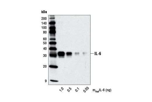 Western Blotting Image 2: IL-6 (D5W4V) Rabbit Monoclonal Antibody (BSA and Azide Free)