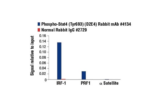 Chromatin Immunoprecipitation Image 1: Phospho-Stat4 (Tyr693) (D2E4) Rabbit Monoclonal Antibody