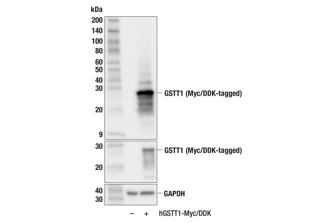 Western Blotting Image 3: GSTT1 (F6G2R) Rabbit Monoclonal Antibody