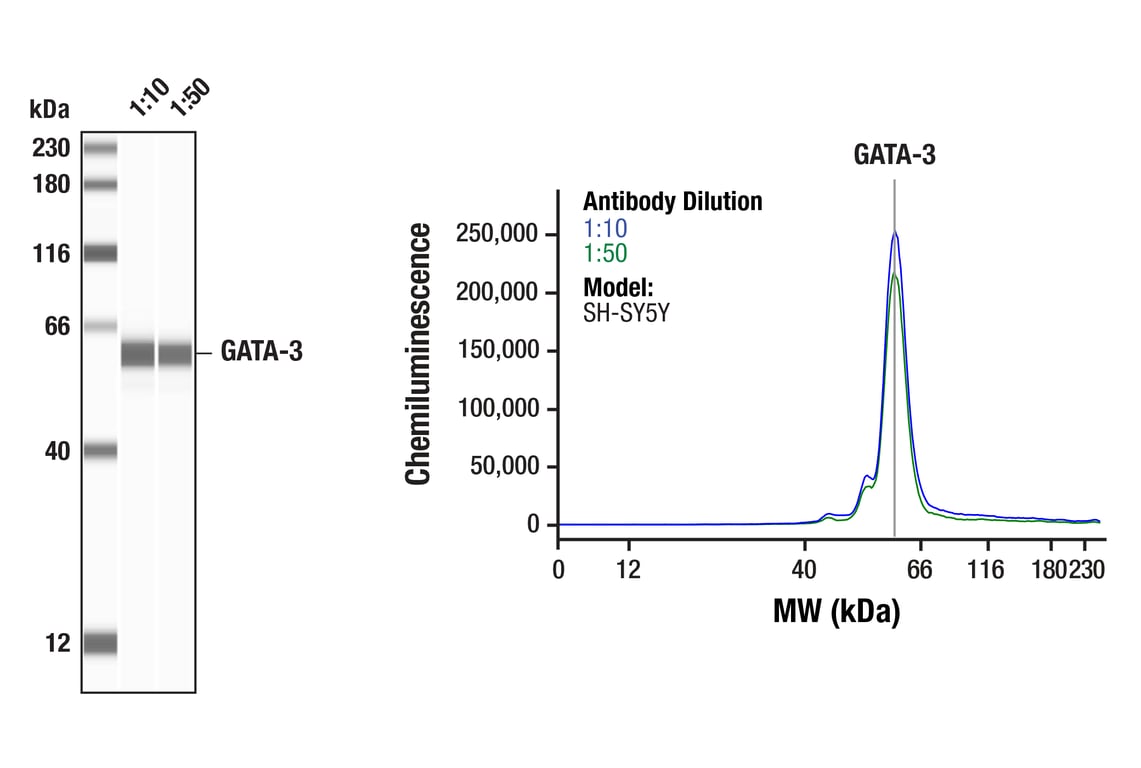 Western Blotting Image 1: GATA-3 (D13C9) Rabbit Monoclonal Antibody