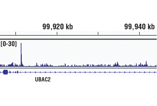 Chromatin Immunoprecipitation Image 1: IRF-8 (D20D8) Rabbit Monoclonal Antibody
