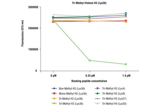 undefined Image 1: Tri-Methyl-Histone H3 (Lys36) (D5A7) Rabbit Monoclonal Antibody (BSA and Azide Free)