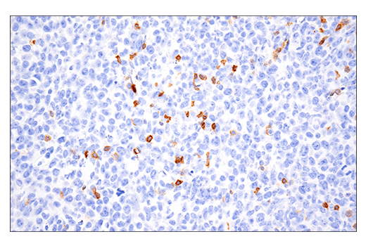 Immunohistochemistry Image 1: GITR (E9O9H) Rabbit Monoclonal Antibody (BSA and Azide Free)