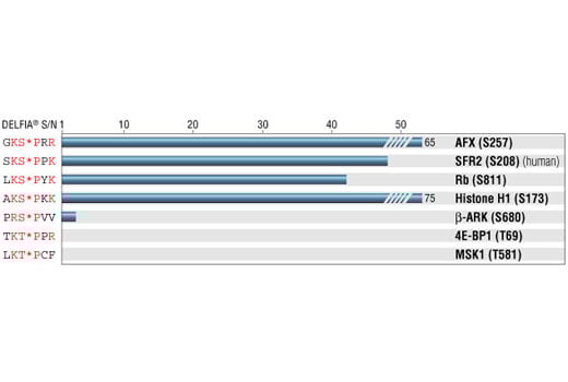 E Image 1: Phospho-(Ser) CDKs Substrate Antibody
