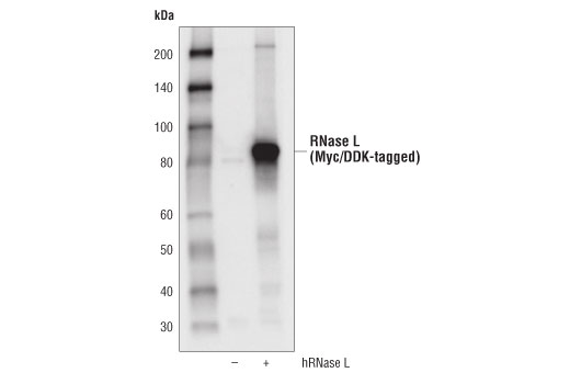 undefined Image 15: Host Cell Viral Restriction Factor Antibody Sampler Kit