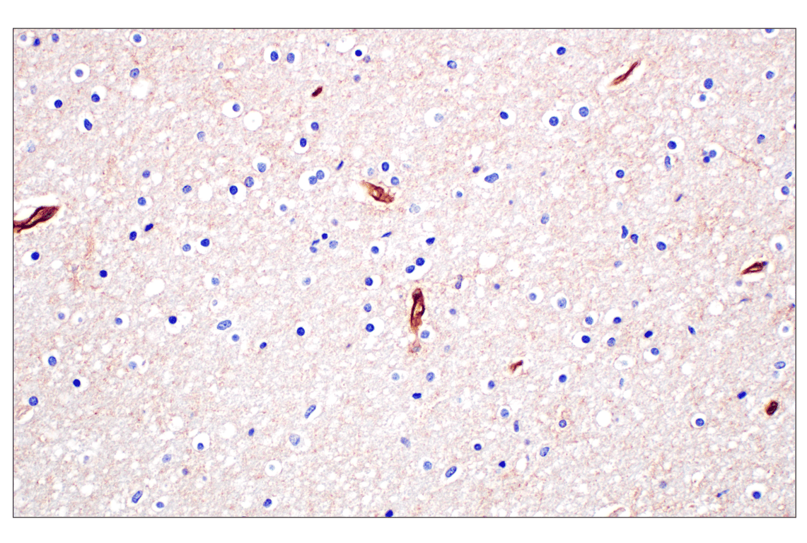 Immunohistochemistry Image 6: MCT1/SLC16A1 (E7A2K) Rabbit Monoclonal Antibody (BSA and Azide Free)