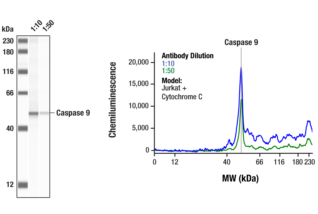Western Blotting Image 1: Caspase-9 Antibody