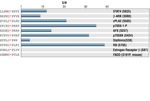 E Image 1: Phospho-MAPK/CDK Substrates (PXS*P or S*PXR/K) (34B2) Rabbit Monoclonal Antibody