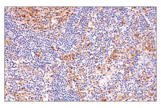 Immunohistochemistry Image 4: LC3B (E5Q2K) Mouse Monoclonal Antibody (BSA and Azide Free)