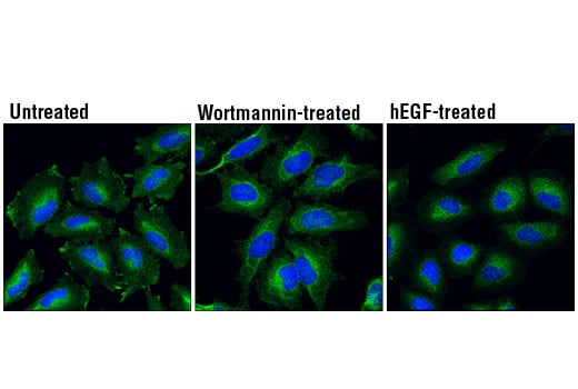 Immunofluorescence Image 1: HRS (D7T5N) Rabbit Monoclonal Antibody