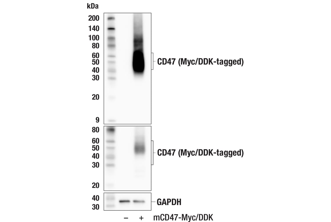 Western Blotting Image 3: CD47 (E2V9V) Rabbit Monoclonal Antibody (BSA and Azide Free)