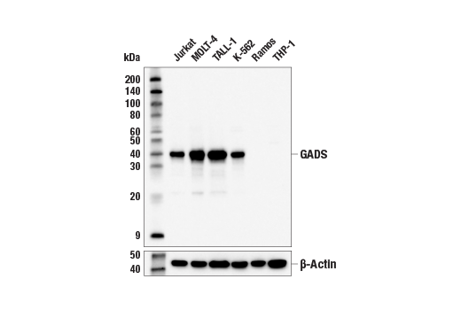 Western Blotting Image 1: GADS (E4O1V) Rabbit mAb