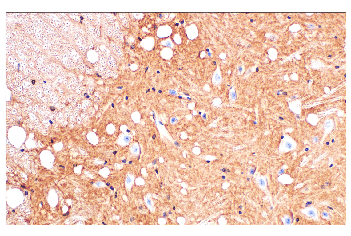 Immunohistochemistry Image 4: Kir4.1 (F5Z2T) Rabbit Monoclonal Antibody