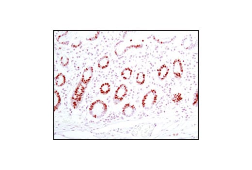 Immunohistochemistry Image 1: MCM2 (D7G11) Rabbit Monoclonal Antibody (BSA and Azide Free)